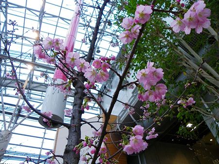 安行寒桜