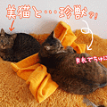 100405-【猫アニメ】美猫と珍獣にゃ？！