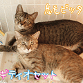 101006-【猫アニメ】息もピッタリ！ムギティオセット☆