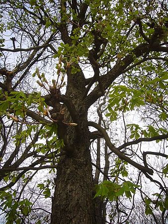 P2380356
