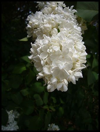 P2430967