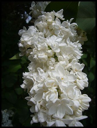 P2430968