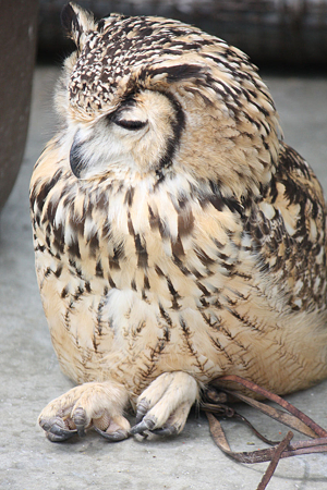 掛川花鳥園 H22.7.7 3