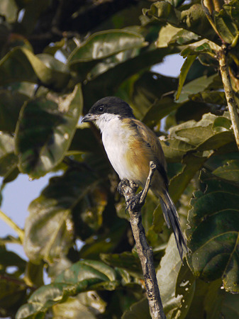 タカサゴモズ(Long-tailed Shrike) P1070196_R