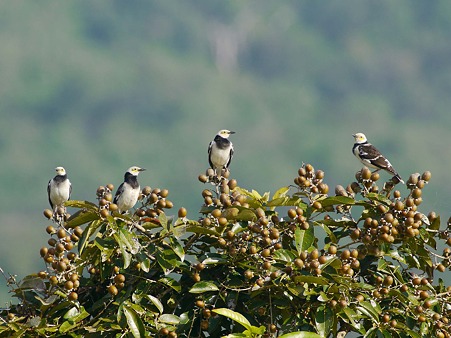クビワムクドリ(Black-collared Starling) (P1030186_R