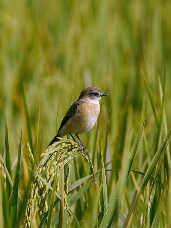 ノビタキ(♀)(Common Stomechat) P1030307_R