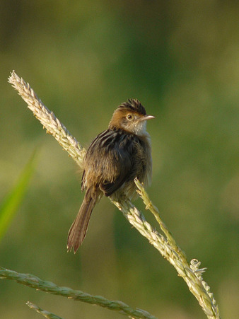 セッカ(Zitting Cisticola) P1020070_R