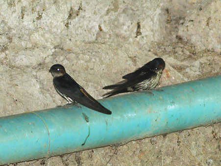 オオコシアカツバメ(Striated Swallow) P1130988_R2