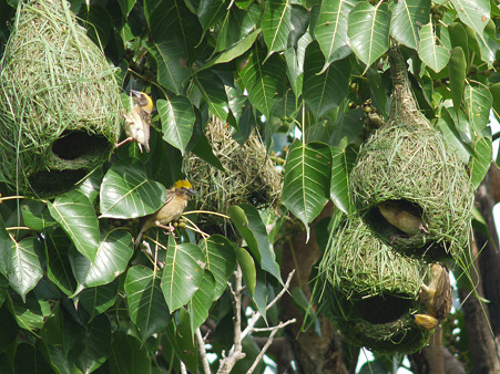 キムネコウヨウジャク(Baya Weaver) P1200283_R