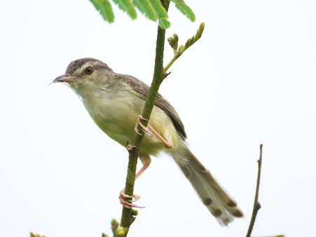 アジアマミハウチワドリ(Plain Prinia) P1210378_R