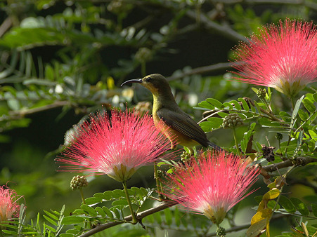 キバラタイヨウチョウ(Olive-backed Sunbird) IMG_1437_R