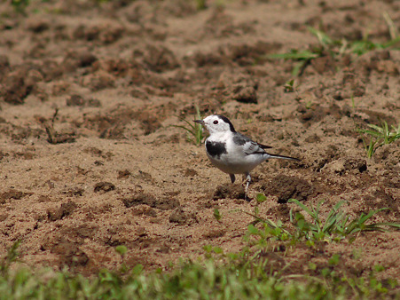 ハクセキレイ(White Wagtail) P1210420_R