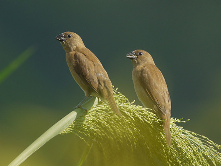 シマキンバラ(若)(Scaly-breasted Munia) P1240902_R