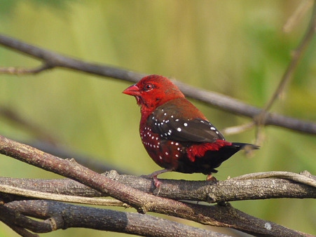 ベニスズメ(Red Avadavat)P1260418_R