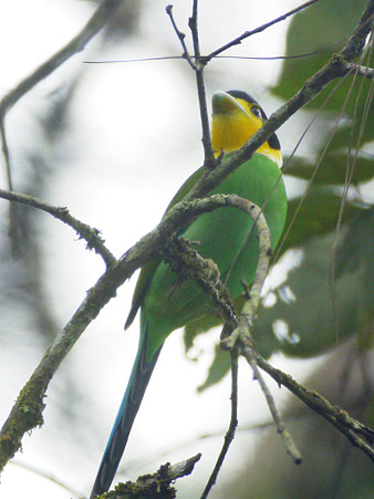 オナガヒロハシ(Long-tailed Broadbill) P1270797_RJPG