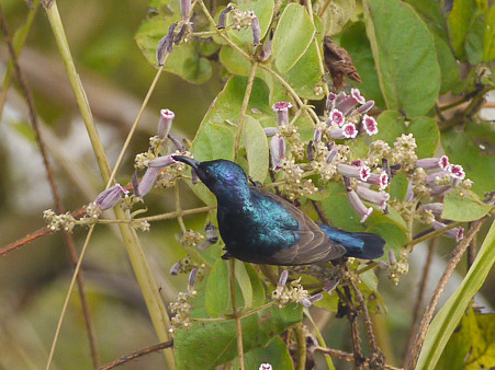 ムラサキタイヨウチョウ(Purple Sunbird) P1220659R