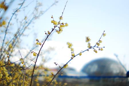 Wintersweet and greenhouses.