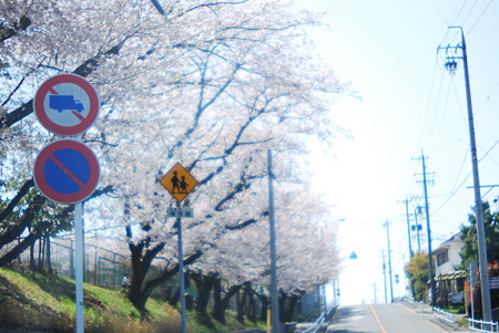 Like a stage drama, the scene of cherry blossoms school zone.