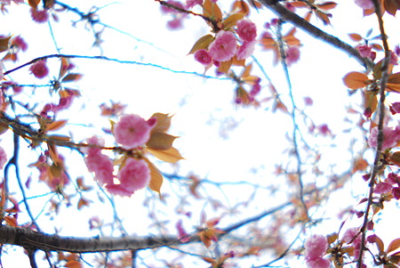 Double cherry-blossoms