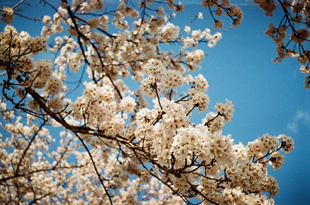 Cherry_blossom04162011smena01