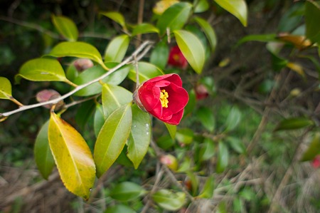 flower04272011nex5-02