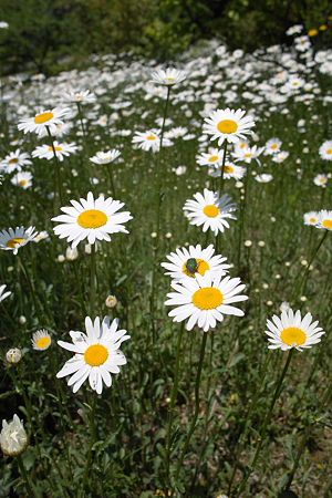 flower_AND_Bug05242011dp1-03