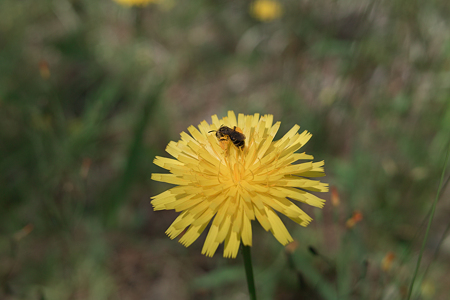 Flower_and_bug05252011dp2-03