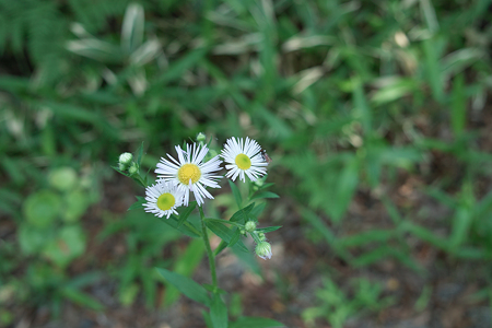 flower_with_bug06132011dp2