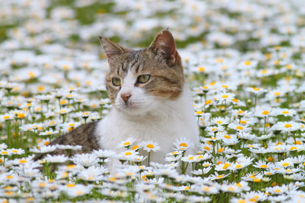 花畑のネコ 写真共有サイト フォト蔵