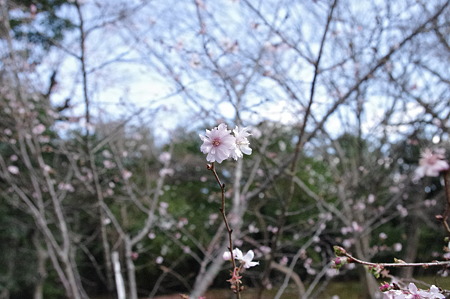 十月桜