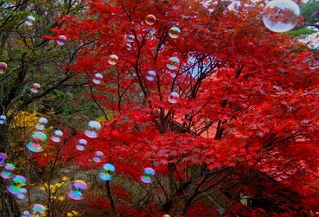 DSCF6062_1103