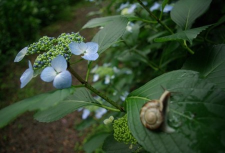 IMGP0264_0617