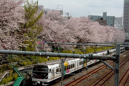 東中野の桜