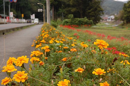 DSC_4564d4L