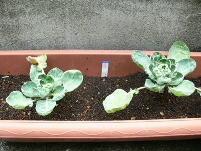 芽キャベツ植えました