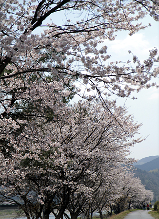 桜並木