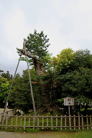 能登　羽咋市　気多大社　椨の木(タブノキ）