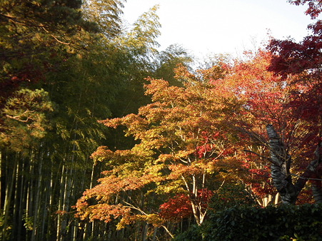 紅葉 748