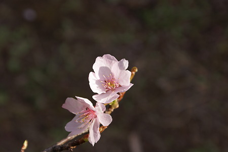 桜（サクラ）