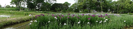水元公園＠パノラマ