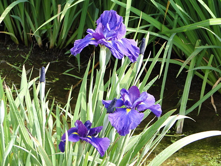 花菖蒲(ハナショウブ)