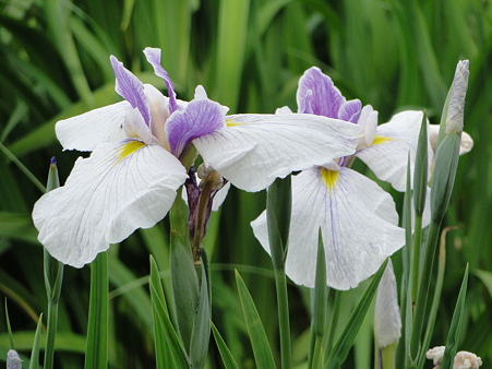 花菖蒲(ハナショウブ)