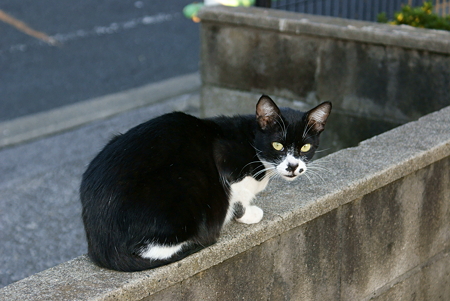 見返り美人猫ではにゃいなぁ