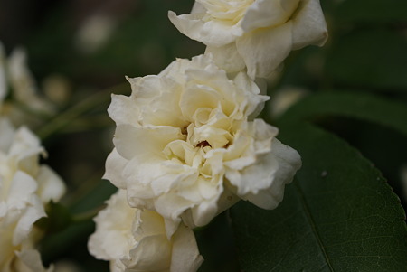 木香薔薇（モッコウバラ）