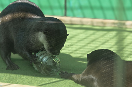 tokyowildlife110924121
