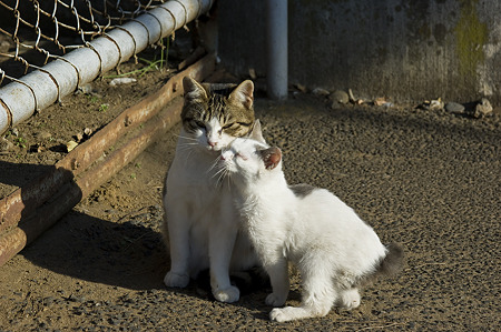 neko091229046