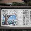 富貴寺の大萱の木の説明
