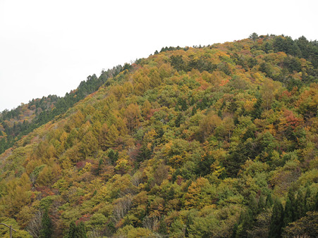 せせらぎの山