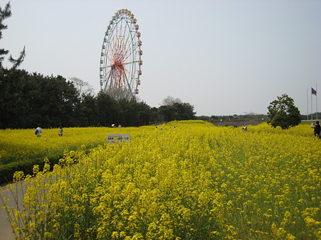 菜の花