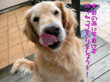 雨